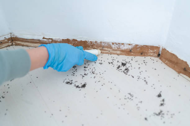 Best Bed Bug Extermination  in De Leon Springs, FL